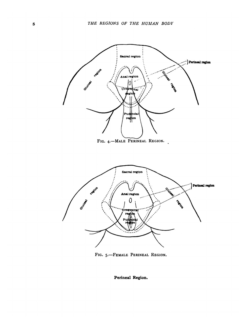 An atlas of human anatomy for students and physicians. (Sections 1—2) | Carl Toldt