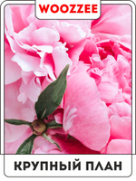 Набор постеров "Розовый пион" 3шт.