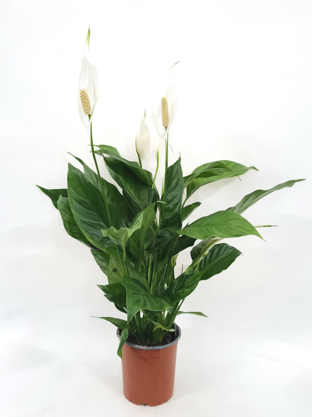 Спатифиллум