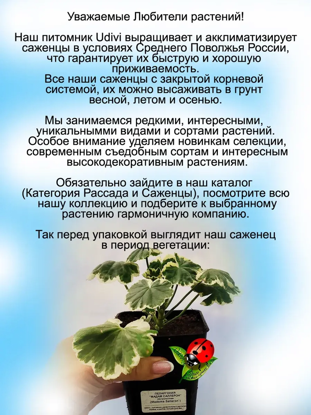 Пеларгония Мадам Солерон вариегатная