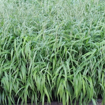 Коротконожка лесная. Brachypodium sylvaticum.