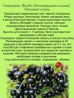 Смородина черная Ленинградская Сладкая Велой