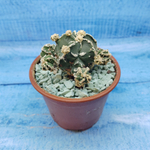 Astrophytum Myriostigma "Hakujo Fukuryu"  (Астрофитум)