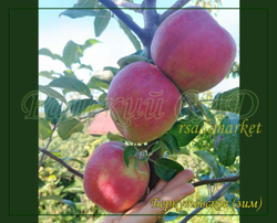 Яблоня Беркутовское