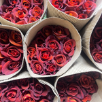 солнечный ☀️ Кофе-брейк (Coffee Break) — интерьерный сорт — розы в пачках из теплицы