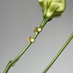 Пусеты битые с молочным янтарем, позолота