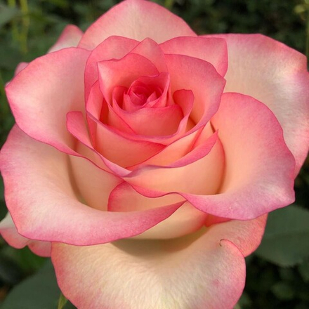 Роза Джумилия