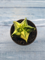 Astrophytum Myriostigma variagate (Астрофитум вариегатный)