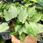 Сингониум MOUSE EARS