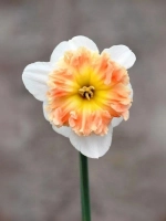 Нарцисс Разрезнокорончатый Мали