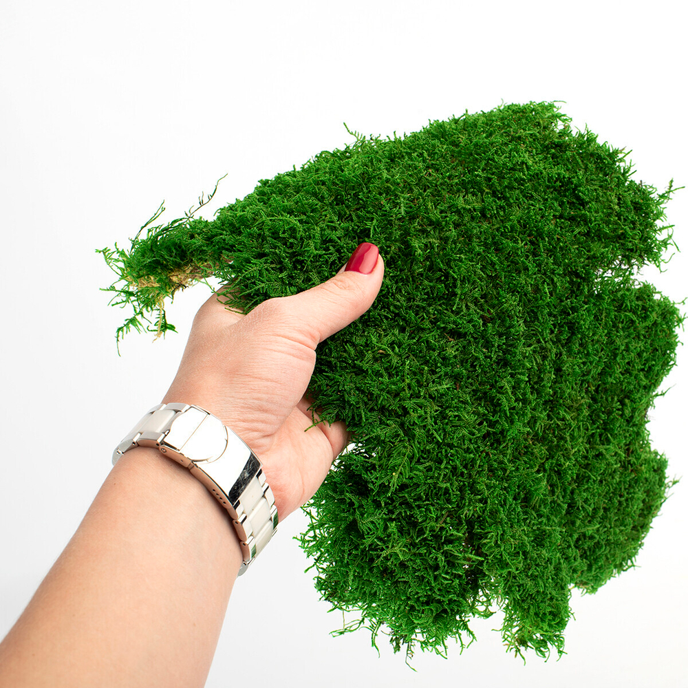 Мох плоский 1 кв.м.