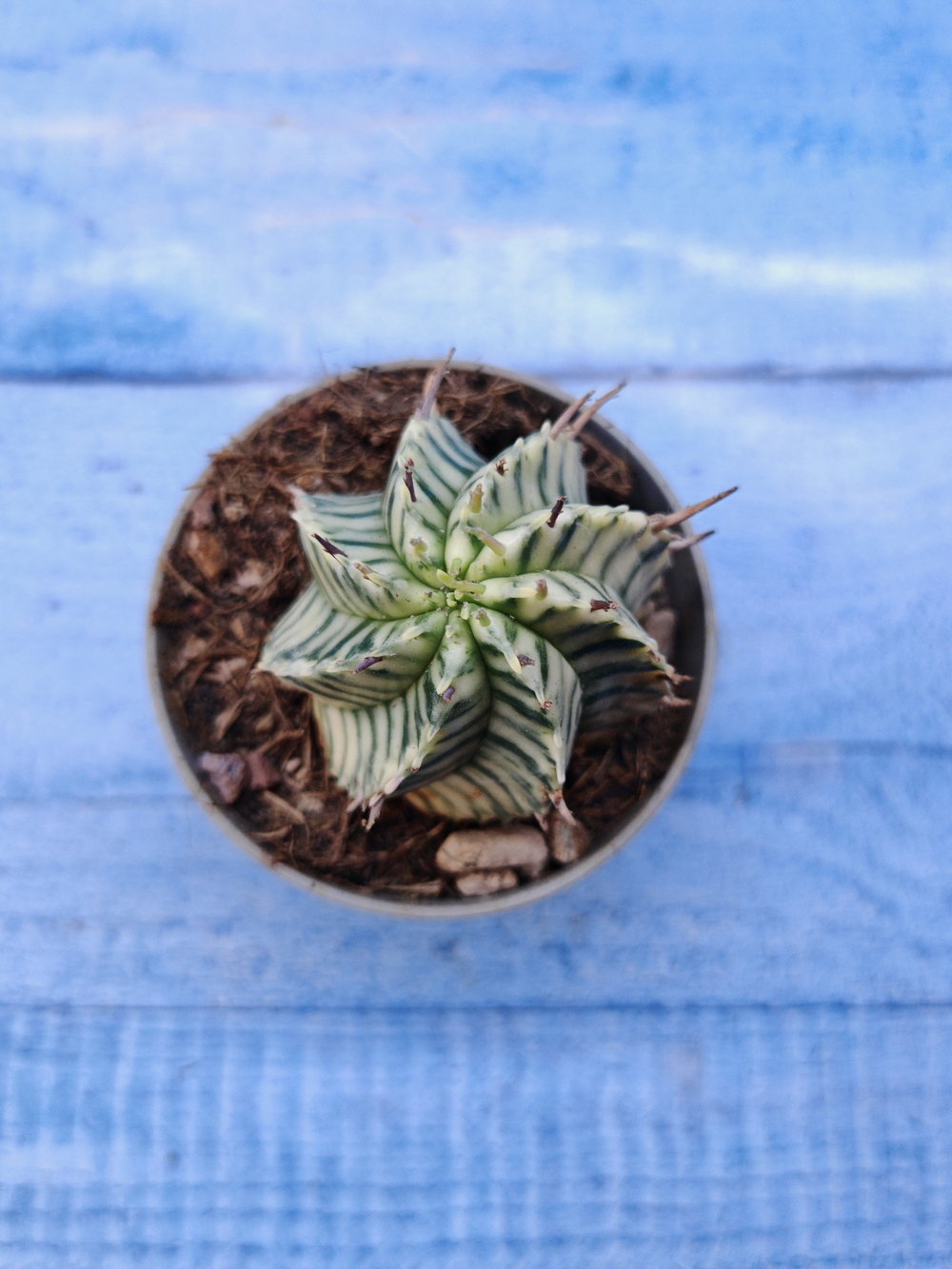 Euphorbia meloformis f. Variegated (Эуфорбия вариегатная)