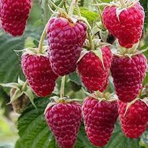 Малина крупноплодная суперсладкая Глен Каррон