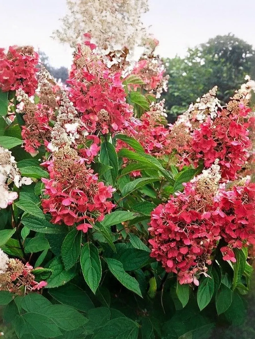 Гортензия метельчатая Пинки Винки