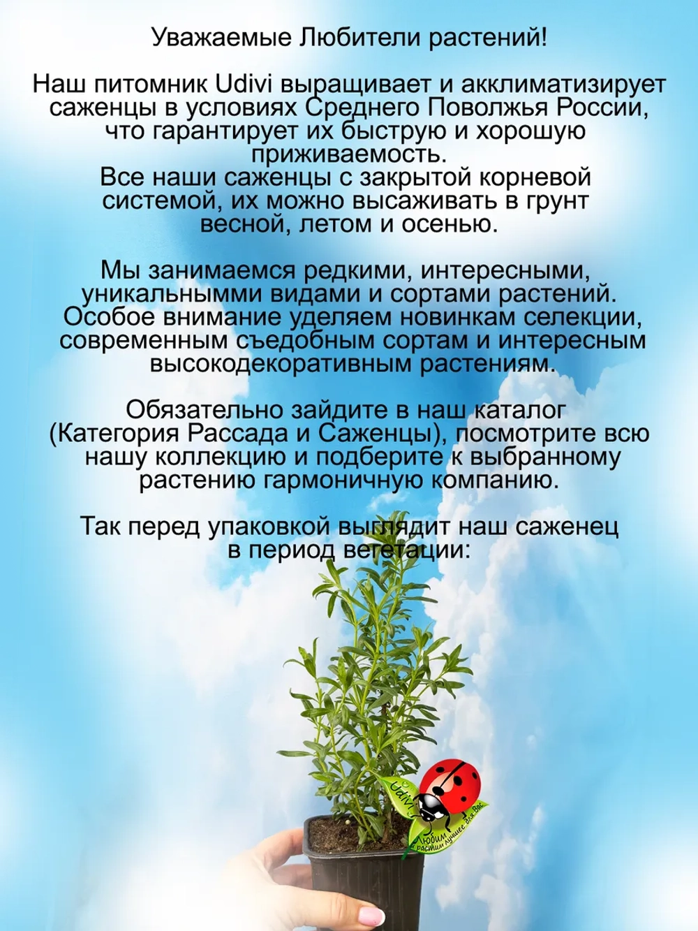 Исоп Альба лекарственный