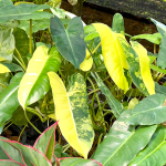 Филодендрон BURLE MARX VAR