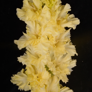 Гладиолус крупноцветковый Утро в Курятнике