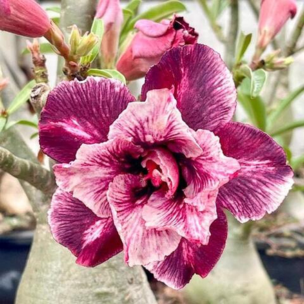 Адениум PLA WAL – WHALE