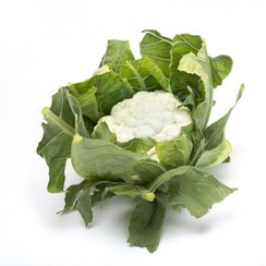 Целеритас F1 семена капусты цветной (Rijk Zwaan / Райк Цваан)