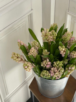 Гиацинт в розовом оттенке