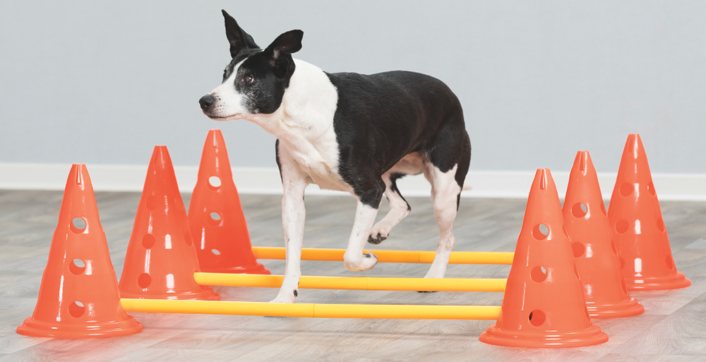 Набор препятствий для аджилити Trixie Dog Activity, размер 23х30/78см.
