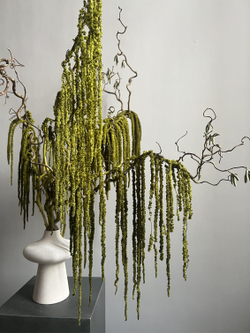 Амарант стабилизированный зеленый