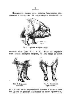 Свиноводство. Практическое руководство к разведению свиней | Урусов Сергей Петрович