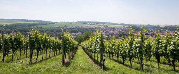 Поддержание санитарии в сфере виноделия