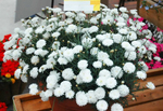 Аргирантемум Aramis Doubl White (двойной белый) Ар3