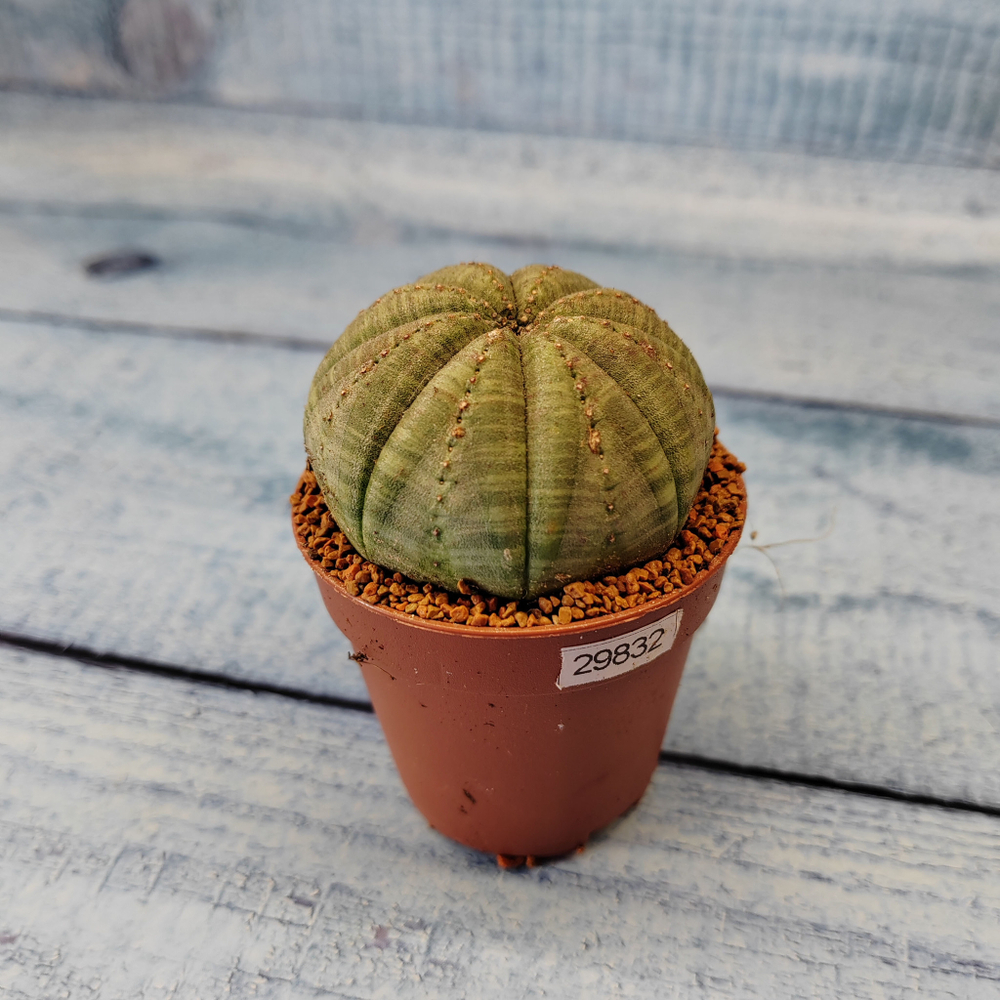 Euphoria Obesa (Эуфорбия)