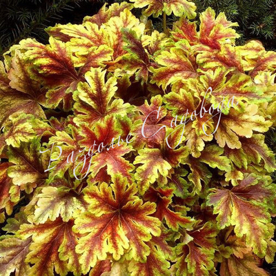 Гейхерелла Голден Зебра (горшок 1.6л)