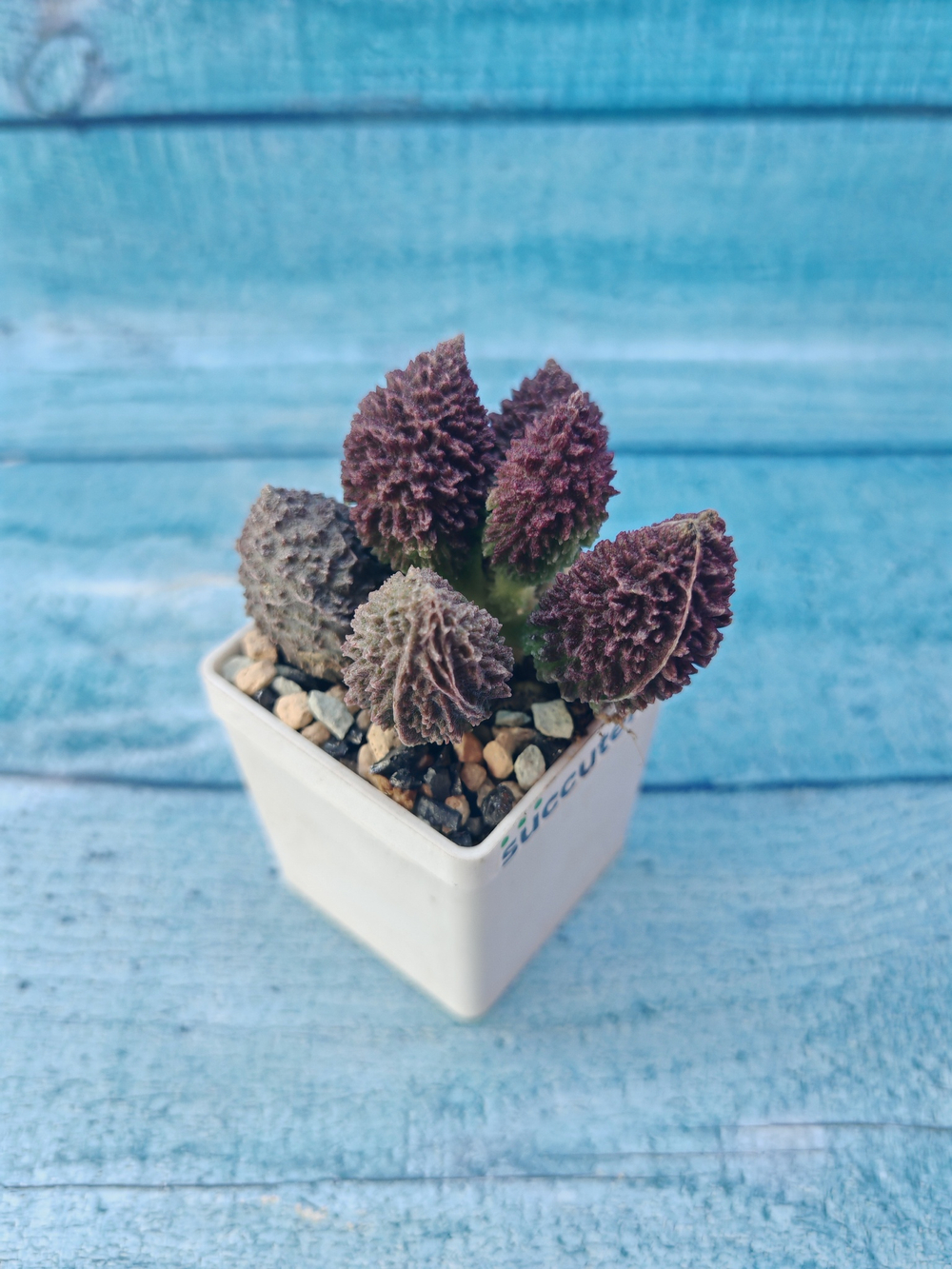 Adromischus Marianae Red Coral (Адромискус)