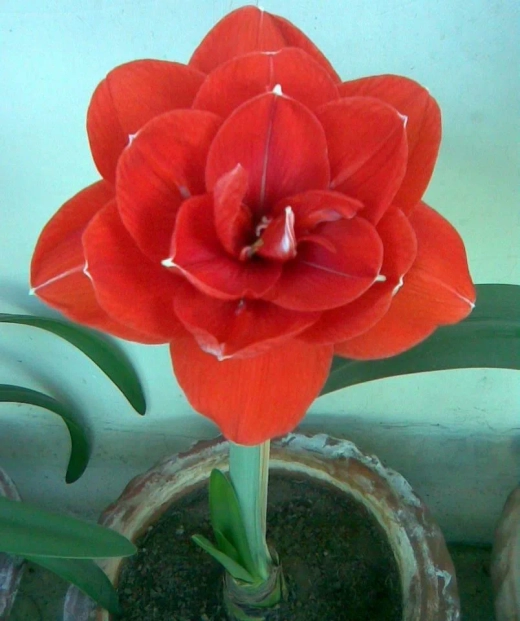 Амариллис Ниора Закупка М80 сентябрь 2026