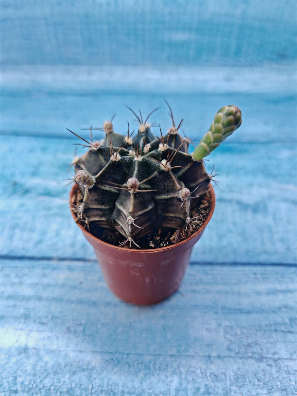 Gymnocalycium Friedrichii (Гимнокалициум)