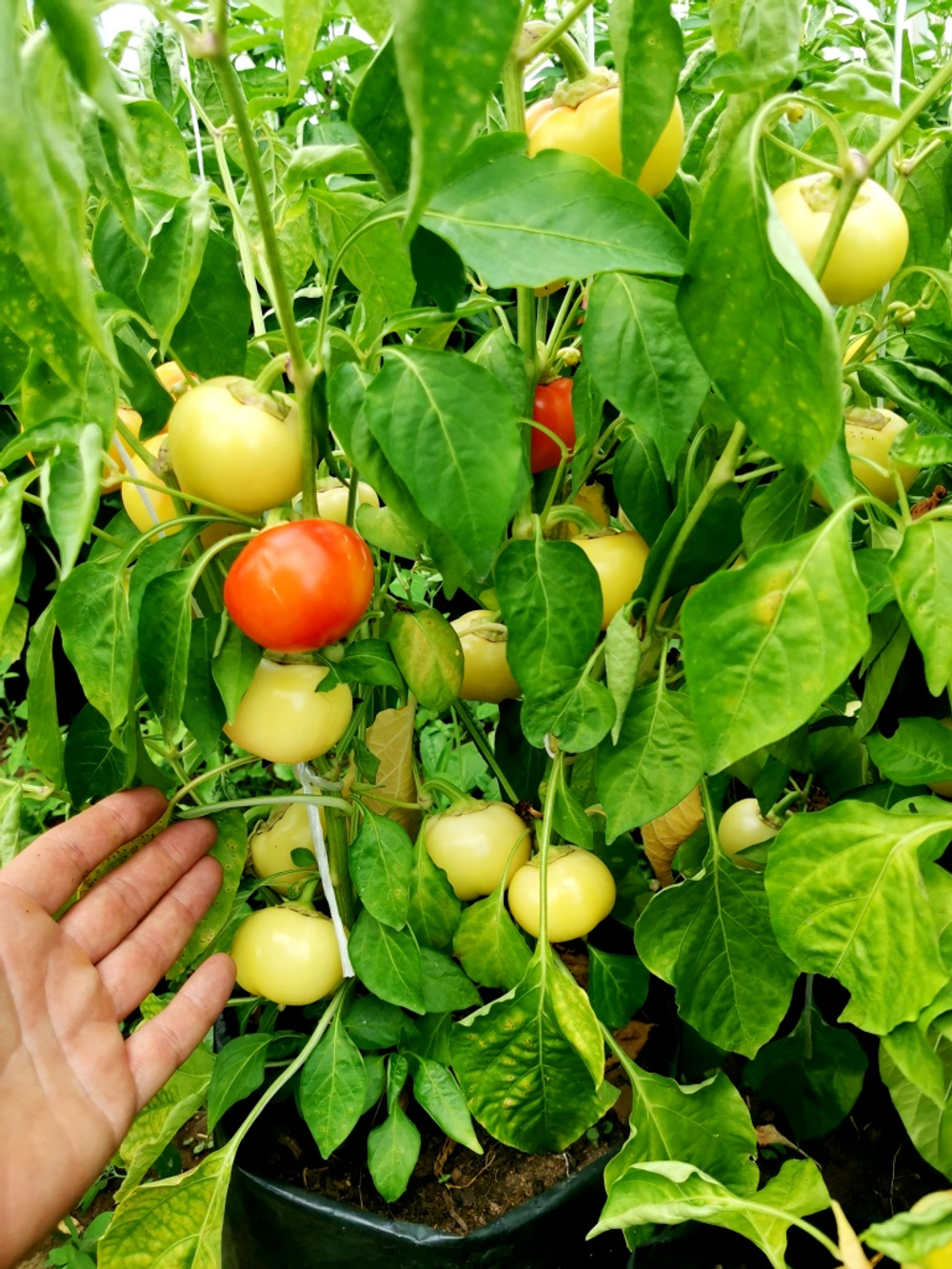 Перец Яблочный Онтара - Ontara Pepper