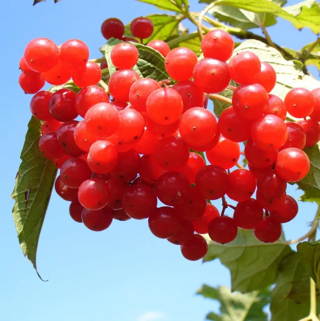 Калина (кора)