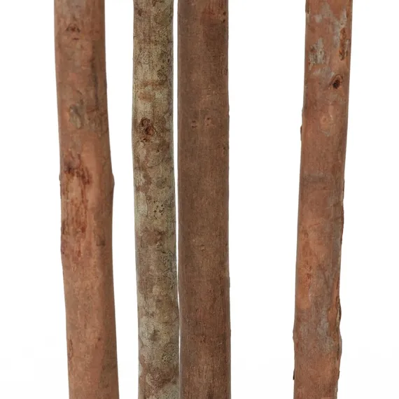 Фикус Эластика высота 180 см