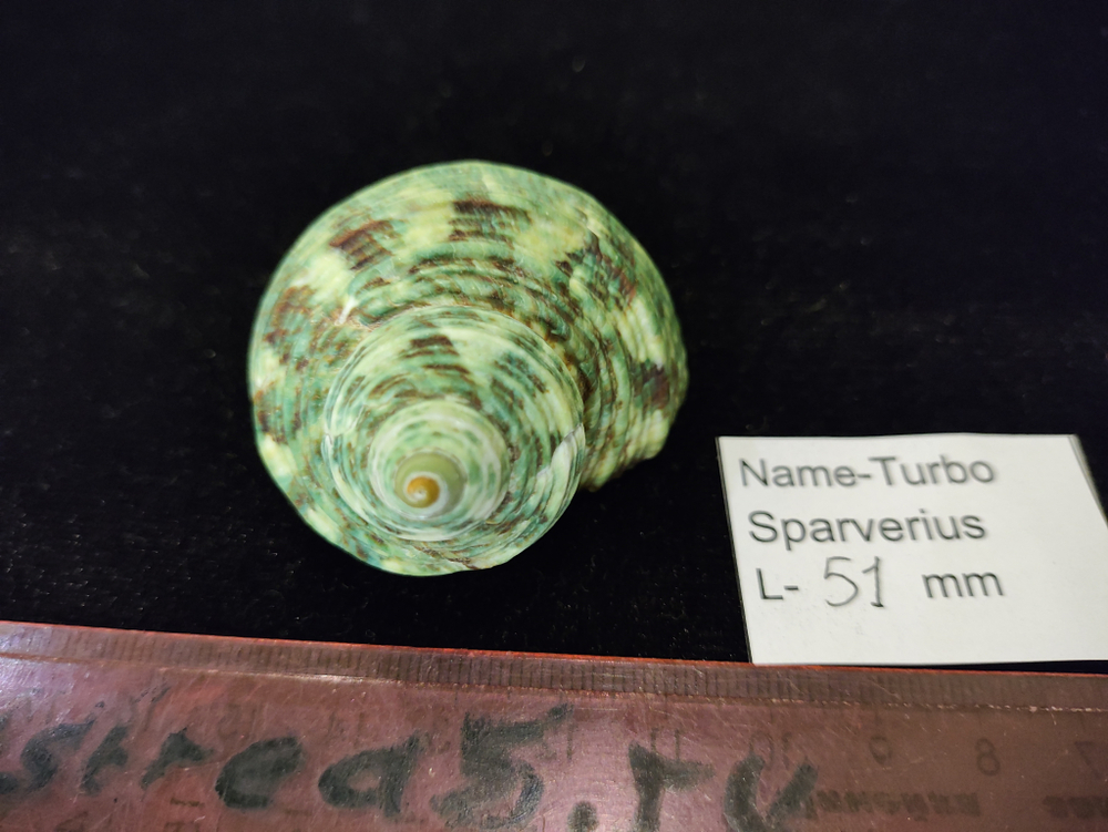 Турбо Спарвериус