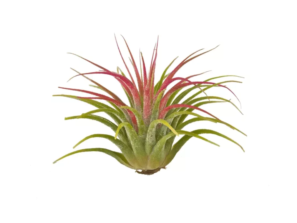 Тиляндсия Атмосферная (без вазы)