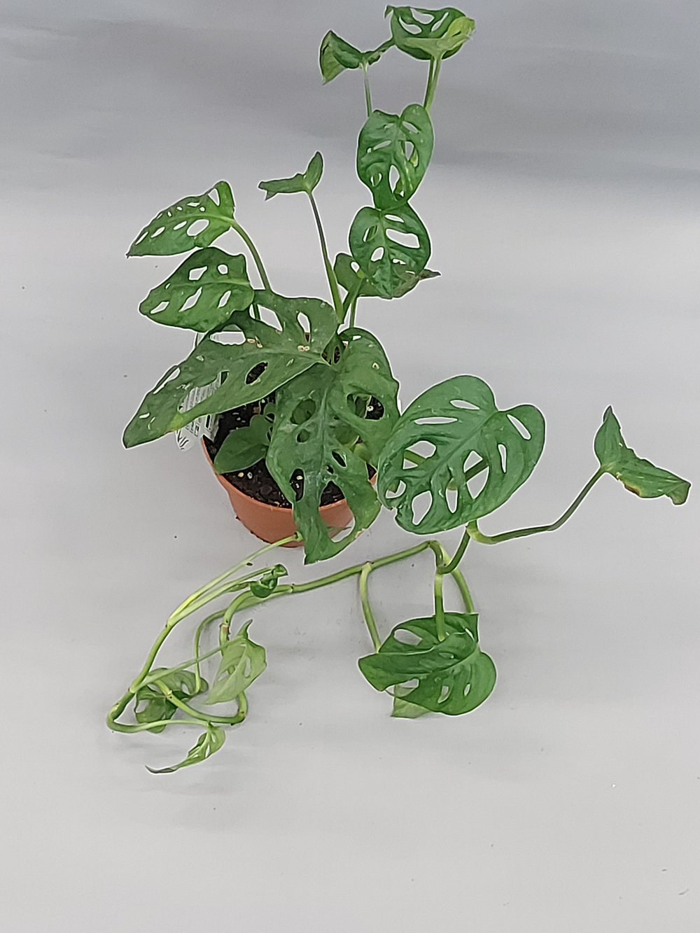 Монстра Манки Лиф