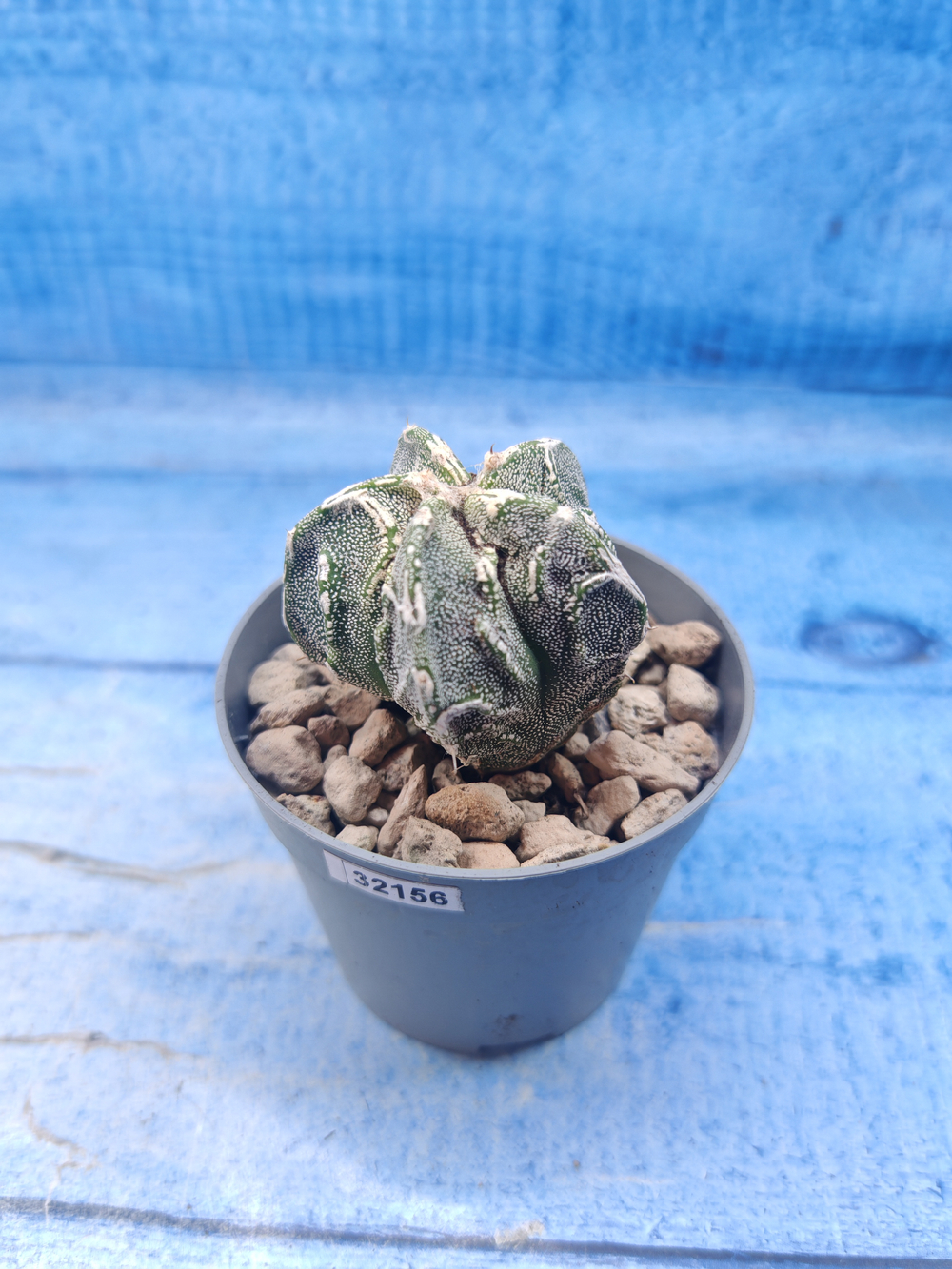 Astrophytum Myriostigma Fukuryu (Астрофитум)