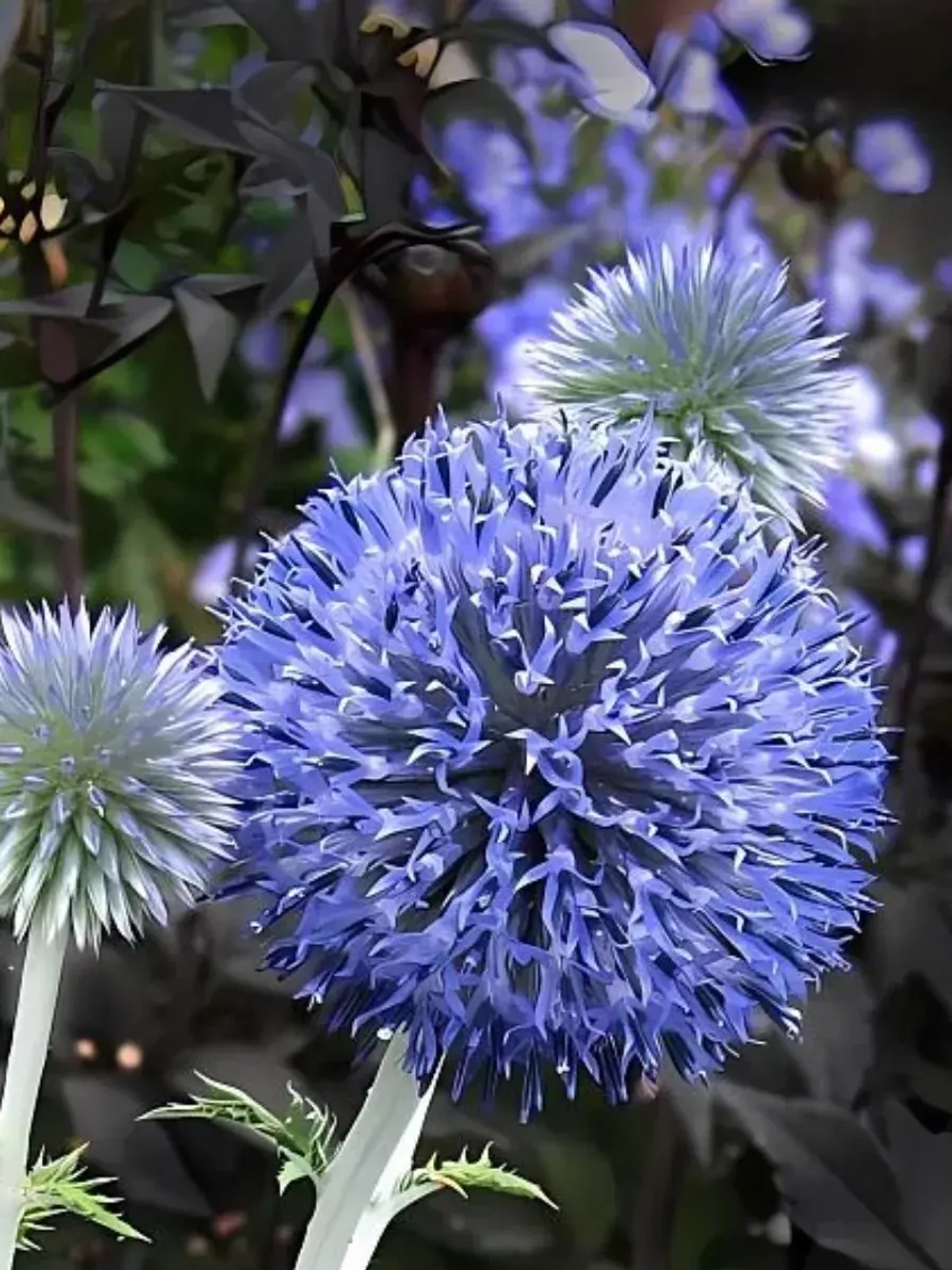 Семена мордовник сидераты 100 гр