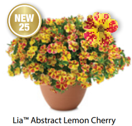 ЕВРО Калибрахоа Lia Abstract lemon cherry ОКС укорененные черенки В наличии