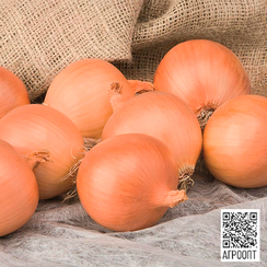 Алонсо F1 семена лука репчатого (Bejo / Бейо)