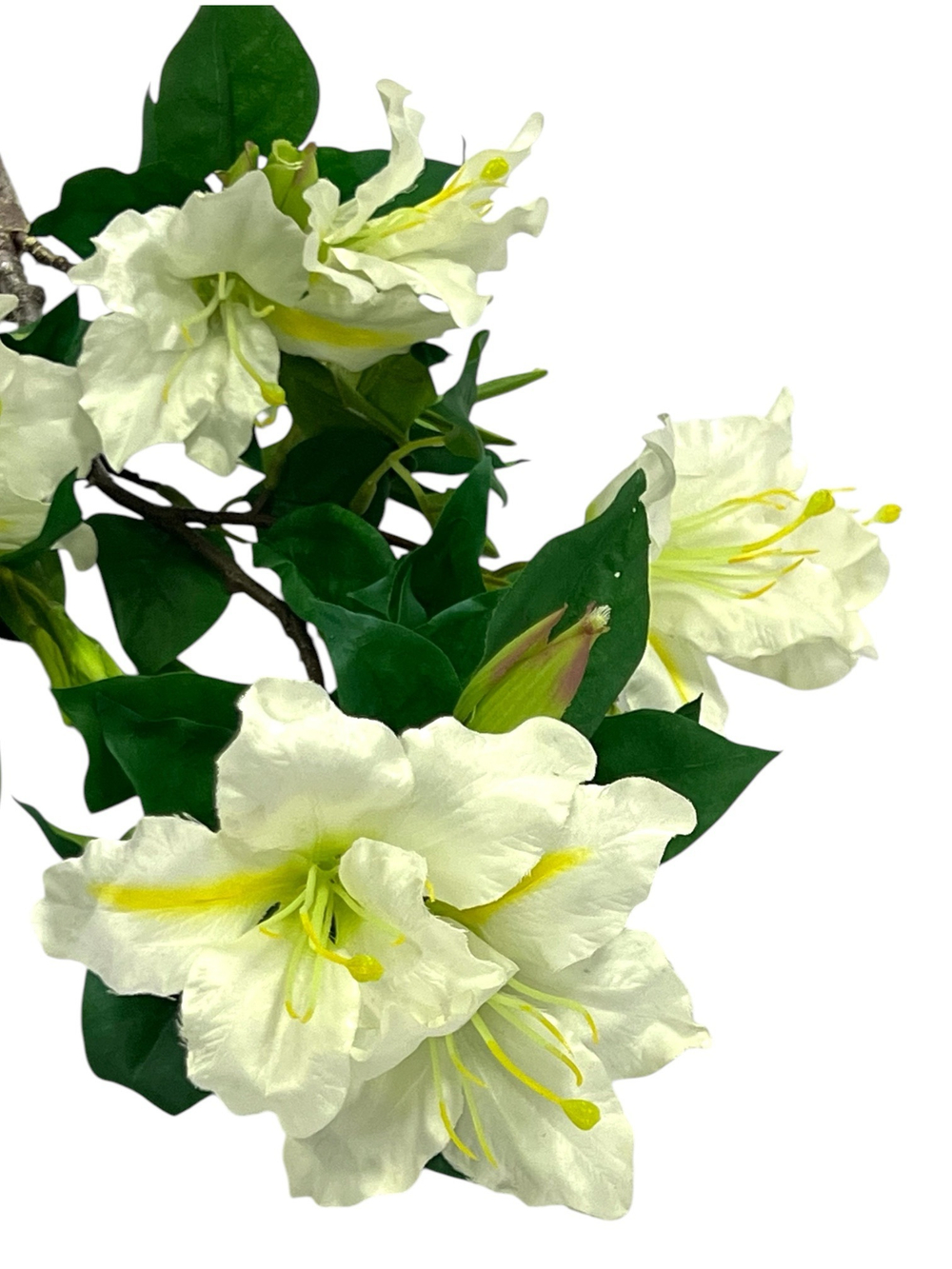 Альстромерия белая