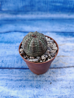 Euphorbia Obesa (Эуфорбия)