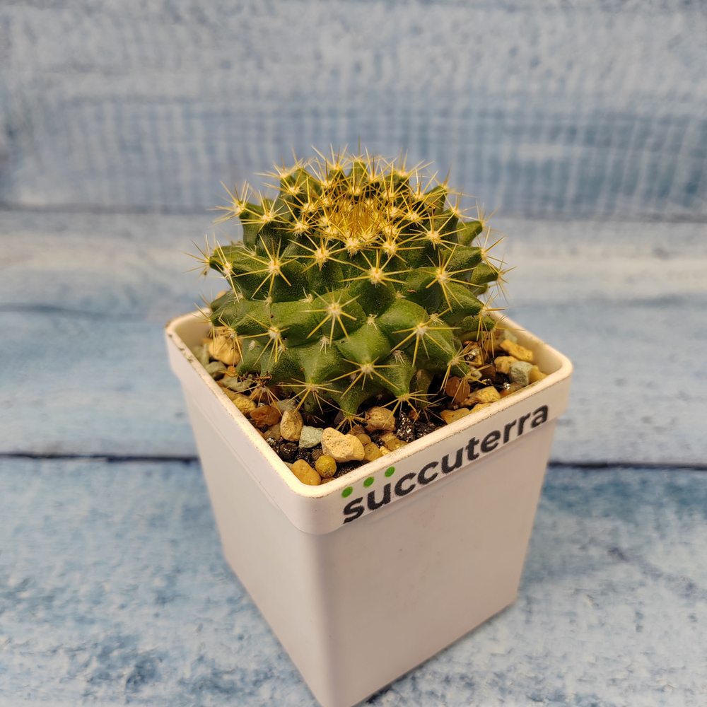Mammillaria Marksiana (Маммилярия)