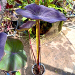 Колоказия VIOLET BLACK