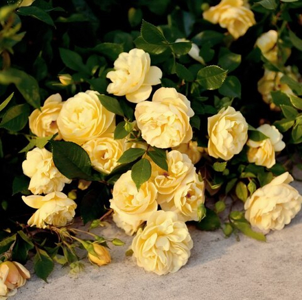 Роза Зонненширм (почвопокровная) нежно-желтая