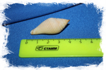 Конус короманделикус (Conus coromandelicus)